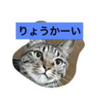 ロコのニャンコたち（個別スタンプ：1）