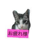 ロコのニャンコたち（個別スタンプ：2）