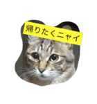 ロコのニャンコたち（個別スタンプ：3）