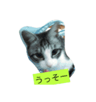 ロコのニャンコたち（個別スタンプ：4）