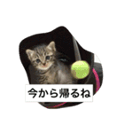 ロコのニャンコたち（個別スタンプ：5）