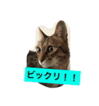 ロコのニャンコたち（個別スタンプ：6）