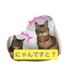 ロコのニャンコたち（個別スタンプ：9）