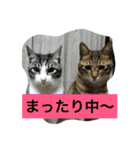 ロコのニャンコたち（個別スタンプ：10）