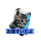 ロコのニャンコたち（個別スタンプ：12）