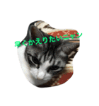 ロコのニャンコたち（個別スタンプ：14）