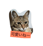 ロコのニャンコたち（個別スタンプ：16）