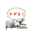 ポコのスタンプ（個別スタンプ：3）
