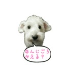 ポコのスタンプ（個別スタンプ：5）