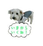 ポコのスタンプ（個別スタンプ：6）