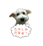 ポコのスタンプ（個別スタンプ：11）