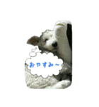 ポコのスタンプ（個別スタンプ：15）