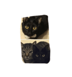 NiNi the cat（個別スタンプ：3）