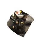 NiNi the cat（個別スタンプ：5）