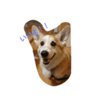 わんずスタンプ（個別スタンプ：5）