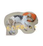 わんずスタンプ（個別スタンプ：7）