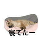 トトの助け。（個別スタンプ：4）