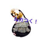 のんびりしたシーズーです。（個別スタンプ：3）
