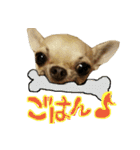 スムースチワワのスタンプ（個別スタンプ：3）