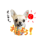 スムースチワワのスタンプ（個別スタンプ：6）