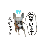 スムースチワワのスタンプ（個別スタンプ：16）