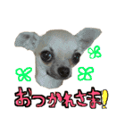 スムースチワワのスタンプ（個別スタンプ：17）