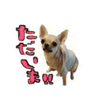 スムースチワワのスタンプ（個別スタンプ：19）