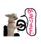 スムースチワワのスタンプ（個別スタンプ：26）