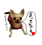 スムースチワワのスタンプ（個別スタンプ：32）