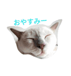 猫サンのスタンプ（個別スタンプ：1）