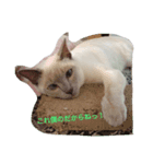 猫サンのスタンプ（個別スタンプ：2）