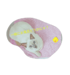 猫サンのスタンプ（個別スタンプ：3）