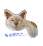 猫サンのスタンプ（個別スタンプ：5）