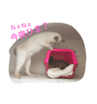 猫サンのスタンプ（個別スタンプ：6）