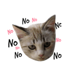 Cats mood（個別スタンプ：1）