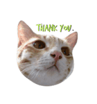 Cats mood（個別スタンプ：2）