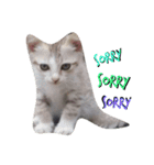 Cats mood（個別スタンプ：3）
