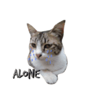 Cats mood（個別スタンプ：4）