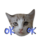 Cats mood（個別スタンプ：5）