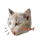 Cats mood（個別スタンプ：6）