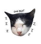 Cats mood（個別スタンプ：7）