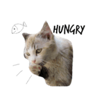 Cats mood（個別スタンプ：8）