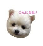 愛犬達☆（個別スタンプ：1）