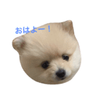 愛犬達☆（個別スタンプ：2）