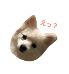 愛犬達☆（個別スタンプ：3）