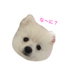 愛犬達☆（個別スタンプ：4）
