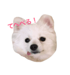 愛犬達☆（個別スタンプ：5）