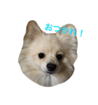 愛犬達☆（個別スタンプ：6）