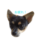 愛犬達☆（個別スタンプ：7）