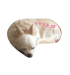 愛犬達☆（個別スタンプ：8）